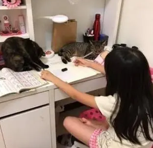 两只小猫趴作业本上,女儿嘴上抱怨写不了作业,脸上却笑得开心 两只小猫趴作业本上,女儿嘴上抱怨写不了作业,脸上却笑得开心