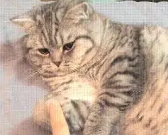 主人教猫咪张开爪子,猫咪一脸懵逼,主人:这怕不是一只傻猫吧 主人教猫咪张开爪子,猫咪一脸懵逼,主人:这怕不是一只傻猫吧