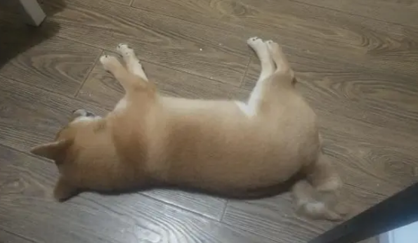 网友给柴犬买了张床，它才睡了几天就成这样了，这也太能造了