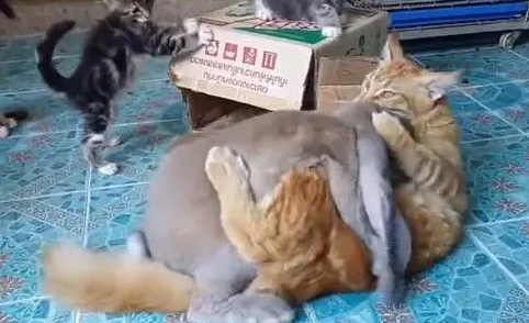 猫咪被兔子强上了,旁边猫咪的表情才是亮点,网友:捂住眼睛别看 猫咪被兔子强上了,旁边猫咪的表情才是亮点,网友:捂住眼睛别看