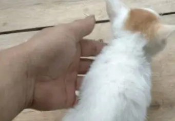 网上买回一只猫,一星期长了两斤肉,我是不是被骗了 网上买回一只猫,一星期长了两斤肉,我是不是被骗了
