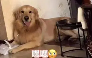 金毛太馋了!死守烤鸭店20分钟不愿离开,直到主人答应买一只才行 金毛太馋了!死守烤鸭店20分钟不愿离开,直到主人答应买一只才行