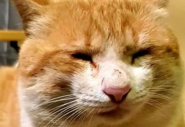 猫咪靠卖萌骗吃骗喝，网友想收编才知道真相：原来你是只打工猫？！