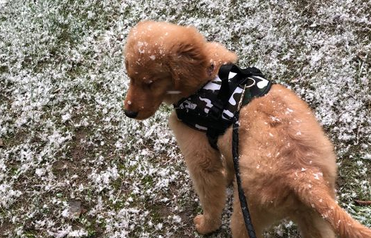 下着雪也得带着金毛出来,玩一会儿身上就都是雪了! 下着雪也得带着金毛出来,玩一会儿身上就都是雪了!