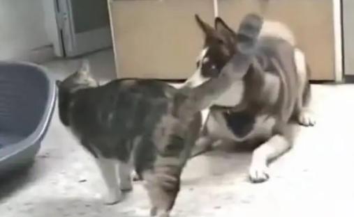哈士奇在猫咪面前犯二，结果却被一旁的拉布拉多嫌弃