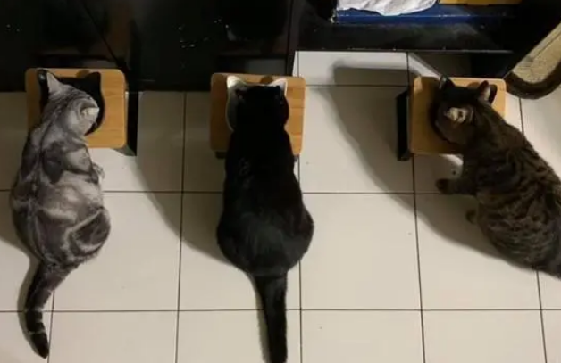 主人忘记收猫碗,再回来时看到猫咪排排坐:罐头拿来! 主人忘记收猫碗,再回来时看到猫咪排排坐:罐头拿来!