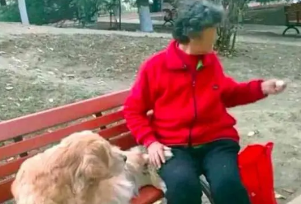 金毛不接受爷爷去世,每天一大早还去公园占座,奶奶善意骗它回家 金毛不接受爷爷去世,每天一大早还去公园占座,奶奶善意骗它回家