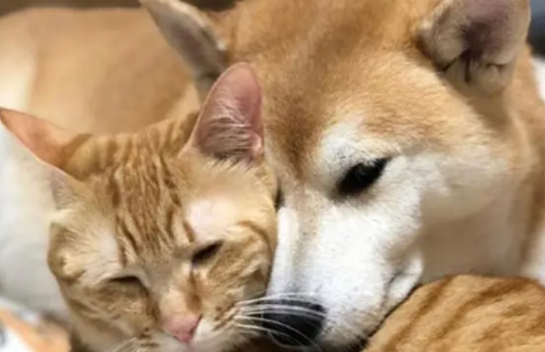 金毛老往猪圈跑,主人追过去后却皱紧眉头:为啥它俩抱在了一起 金毛老往猪圈跑,主人追过去后却皱紧眉头:为啥它俩抱在了一起