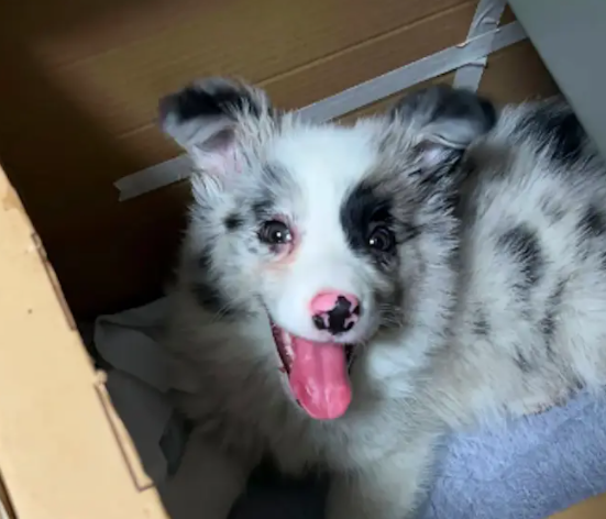 边牧因患犬瘟被遗弃,还丢在四周都是围墙的地方~ 边牧因患犬瘟被遗弃,还丢在四周都是围墙的地方~