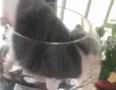 猫咪从鱼缸捞鱼,结果把自己掉进去了:我不会游泳,快拉我一把 猫咪从鱼缸捞鱼,结果把自己掉进去了:我不会游泳,快拉我一把