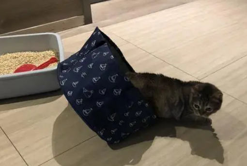 主人接猫咪回家，直接把它装洗脚盆里，猫咪乖乖蹲里面毫无违和感