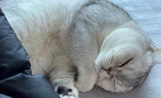 宠物猫消费快速增长，养猫也得负责任