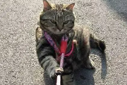 猫遛弯发脾气，铲屎官：我仿佛养了只狗