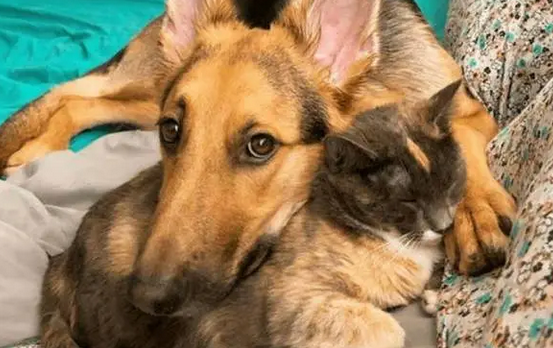 陪伴狗狗八年的猫咪去世了,要送走的时候,狗狗扯着被子不愿松口 陪伴狗狗八年的猫咪去世了,要送走的时候,狗狗扯着被子不愿松口