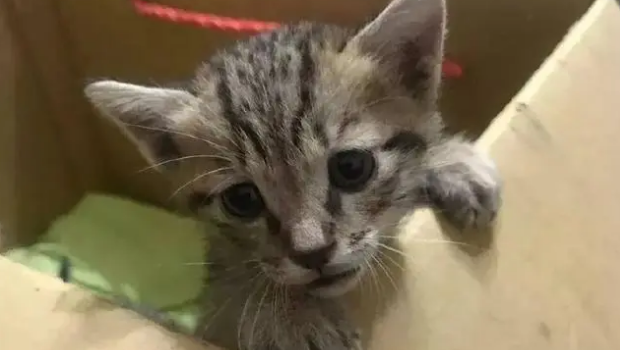 暖哭！藏獒散步救了一窝小猫，还亲自当起了保姆