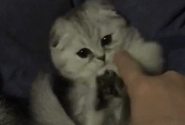 主人碰猫咪的小脚脚，猫咪奋力躲避：别碰我的脚脚，再碰我就吃掉