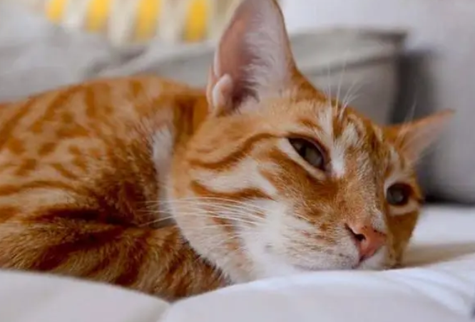 音乐系的猫?猫咪边荡秋千边敲鼓:时快时慢、时轻时重 音乐系的猫?猫咪边荡秋千边敲鼓:时快时慢、时轻时重