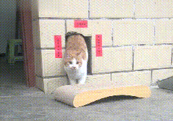 猫:瞧瞧我这对联怎么样啊?网友:诶哟,你好有文采啊 猫:瞧瞧我这对联怎么样啊?网友:诶哟,你好有文采啊