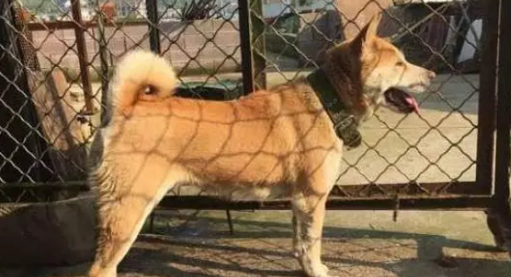 土狗在家乱咬东西,只好把它送回老家看门,狗:还是农村好 土狗在家乱咬东西,只好把它送回老家看门,狗:还是农村好
