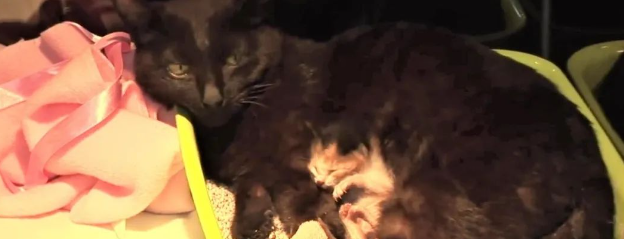 猫咪遇车祸难产，难过不肯动，获救后竟得意外惊喜，差点激动落泪...