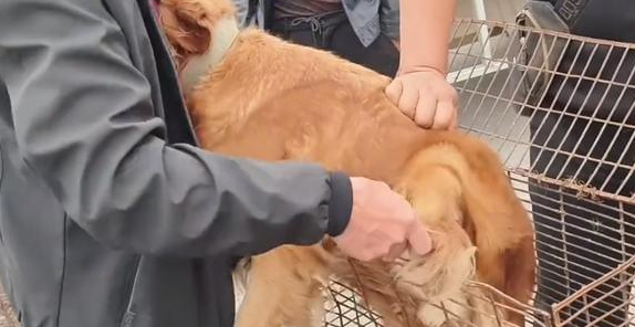 眼瞅即将进笼,金毛拼死抵在笼口终让主人转意 眼瞅即将进笼,金毛拼死抵在笼口终让主人转意
