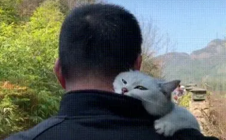 男主抱着猫咪去踏青，看猫咪那挑衅的眼神，女主恨得牙痒痒