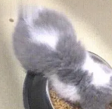 小奶猫直接在饭盆里睡着了,露出可爱的小背影,简直要萌化人心了 小奶猫直接在饭盆里睡着了,露出可爱的小背影,简直要萌化人心了