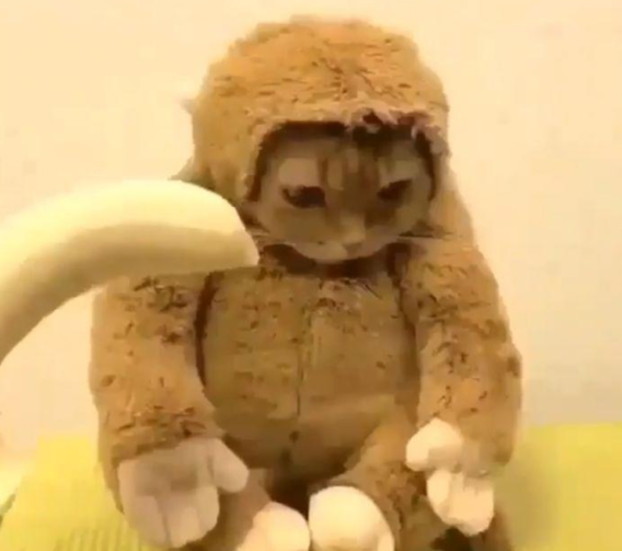 女朋友想养猴子，委屈的拿猫凑合，猫：生活真的好难