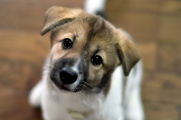 恶犬主人应负什么责任 物业公司是否承担责任