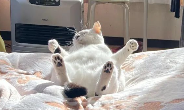 猫咪尝试起床失败,像极了不想起的你,但不同的是...扎心了! 猫咪尝试起床失败,像极了不想起的你,但不同的是...扎心了!