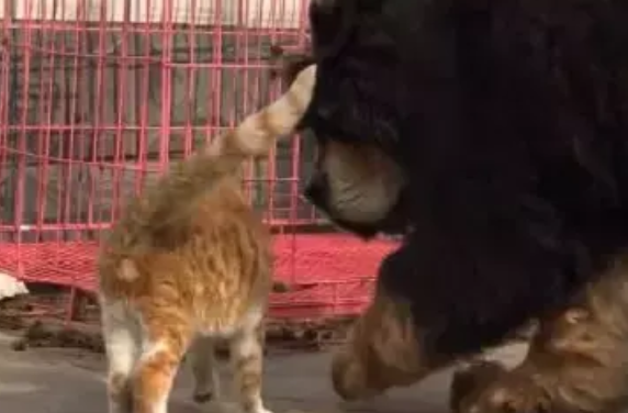 自从请了藏獒做保镖,就没人敢欺负这只橘猫了,网友:惹不起 自从请了藏獒做保镖,就没人敢欺负这只橘猫了,网友:惹不起