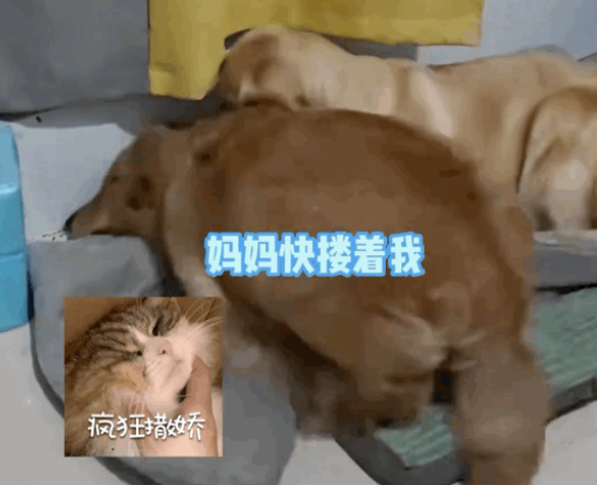小金毛被送到狗妈家寄养,开心到打滚…网友:除了它,亲妈和养母都沉默了 小金毛被送到狗妈家寄养,开心到打滚…网友:除了它,亲妈和养母都沉默了