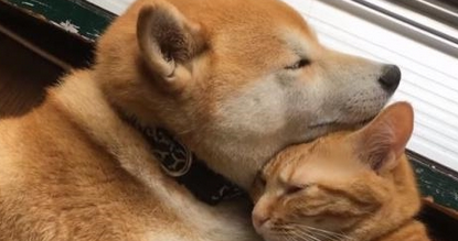 陪伴狗狗八年的猫咪去世了，要送走的时候，狗狗扯着被子不愿松口