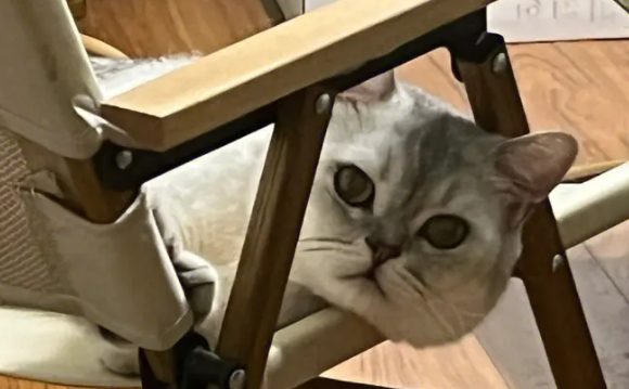 实验证明：猫咪对人的爱超出想象