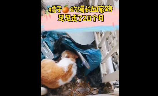 她用两年时间收编了一只流浪猫,之后却有人说应该让猫回归自由..... 她用两年时间收编了一只流浪猫,之后却有人说应该让猫回归自由.....