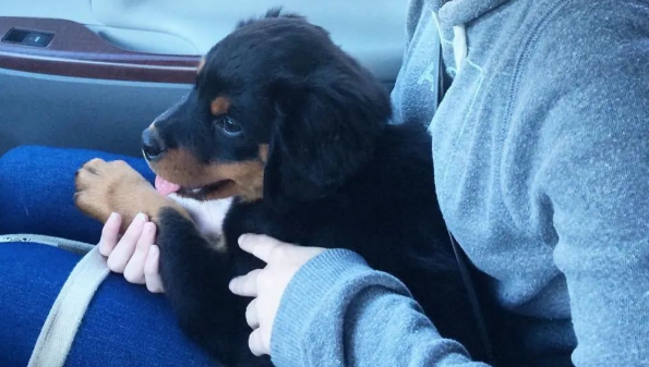 外婆不喜欢大型犬，罗威纳竟做这一暖心举动改变外婆看法...