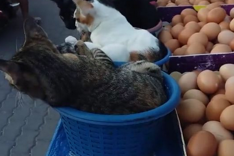 主人请猫咪帮忙看摊,结果它们却在舔脚,必须扣工资 主人请猫咪帮忙看摊,结果它们却在舔脚,必须扣工资