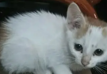 网上买回一只猫,一星期长了两斤肉,我是不是被骗了 网上买回一只猫,一星期长了两斤肉,我是不是被骗了
