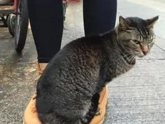 女子被猫咪征用鞋子，想起一年前的相遇太惊喜：原来是你