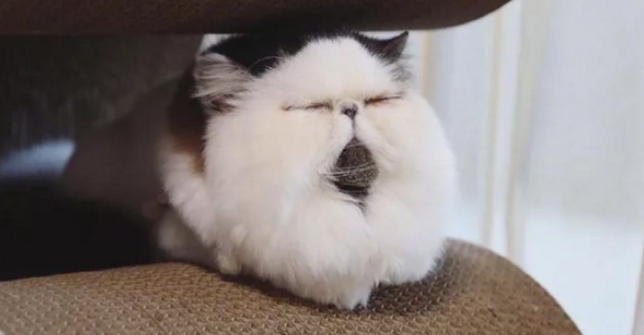 猫咪因长得怪被丢,护士养了6个月走红,被称为“猫头鹰” 猫咪因长得怪被丢,护士养了6个月走红,被称为“猫头鹰”