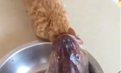 宠主去厨房,他发现了稀奇的事情,橘猫被鱼吃了! 宠主去厨房,他发现了稀奇的事情,橘猫被鱼吃了!