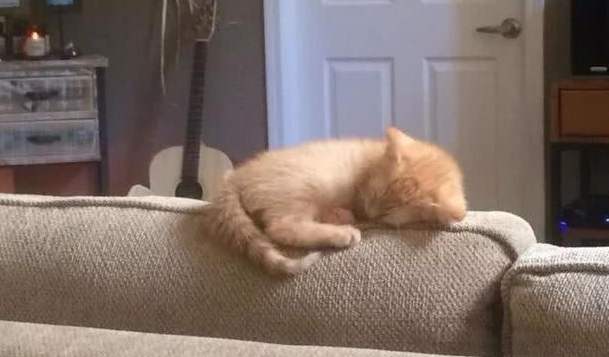 半年前捡回一只瘦弱的猫,没想到半年后竟长成这样,果然大橘为重 半年前捡回一只瘦弱的猫,没想到半年后竟长成这样,果然大橘为重