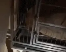 拆家的二哈不要扔,裹上鸡蛋液炸至金黄,隔壁的小孩馋哭了! 拆家的二哈不要扔,裹上鸡蛋液炸至金黄,隔壁的小孩馋哭了!