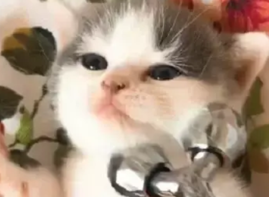 女主人给小奶猫敷面膜,它全程乖乖配合的样子,把人萌翻了 女主人给小奶猫敷面膜,它全程乖乖配合的样子,把人萌翻了