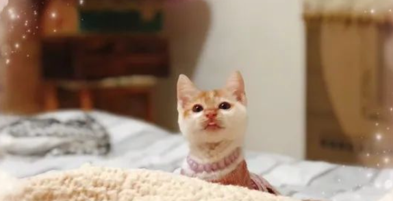 流浪猫高处坠落双眼失明，志工细心照料，终于在圣诞当天奇迹发生了...