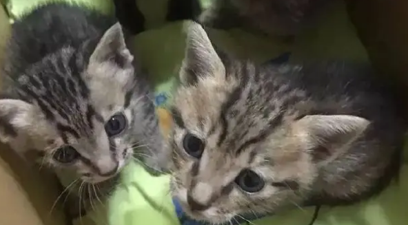 暖哭！藏獒散步救了一窝小猫，还亲自当起了保姆
