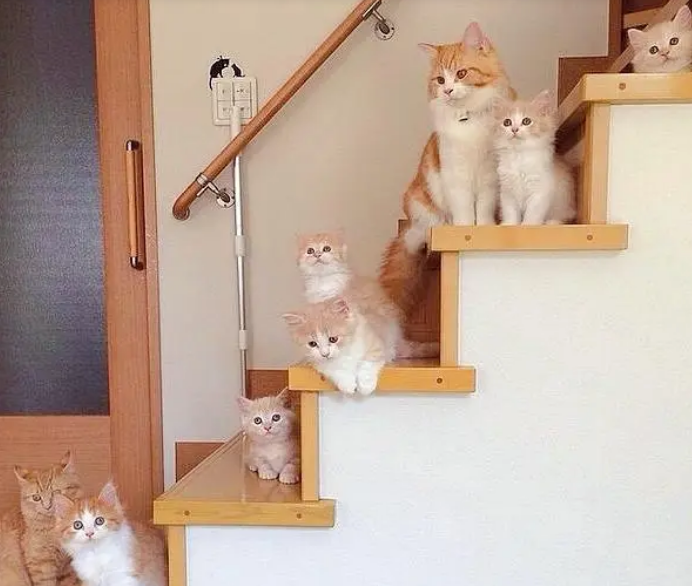 家里两只橘猫，又生了六只小橘猫，铲屎官一无聊就让它们“排队”