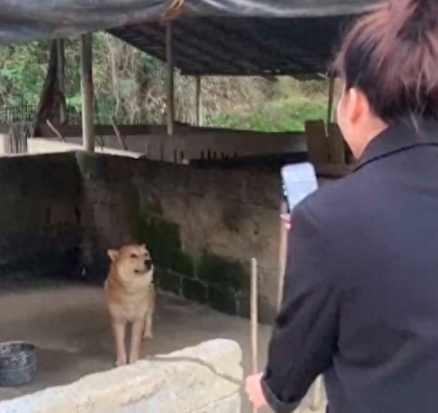 女生拿着棍子质问狗狗今年旺不旺，它却一脸懵圈：我哪敢汪啊？