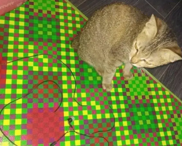“人狠话不多”的猫，咬坏耳机被主人教育，赔了主人一条“蛇”