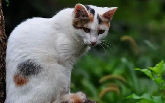 北京动物园暂缓清理流浪猫,建45个猫窝助其过冬 北京动物园暂缓清理流浪猫,建45个猫窝助其过冬